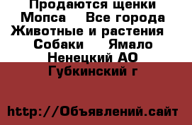 Продаются щенки Мопса. - Все города Животные и растения » Собаки   . Ямало-Ненецкий АО,Губкинский г.